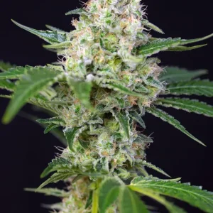 Semilla de marihuana Cristal Candy Fem de Sweet Seeds - Foto 1