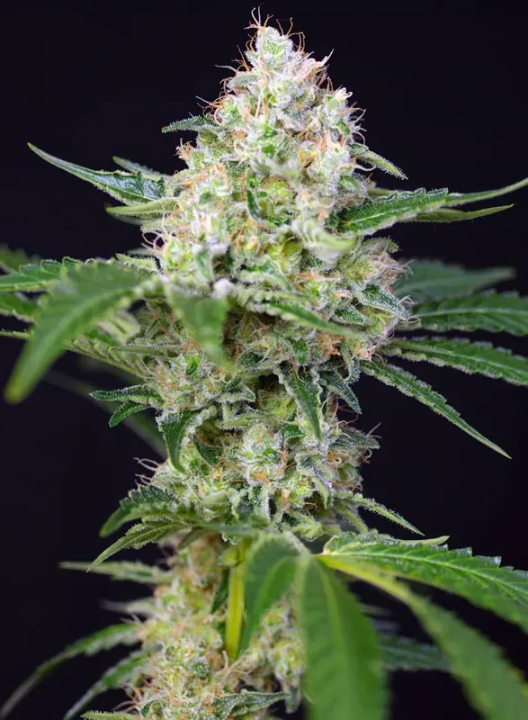 Semilla de marihuana Cristal Candy Fem de Sweet Seeds - Foto 1