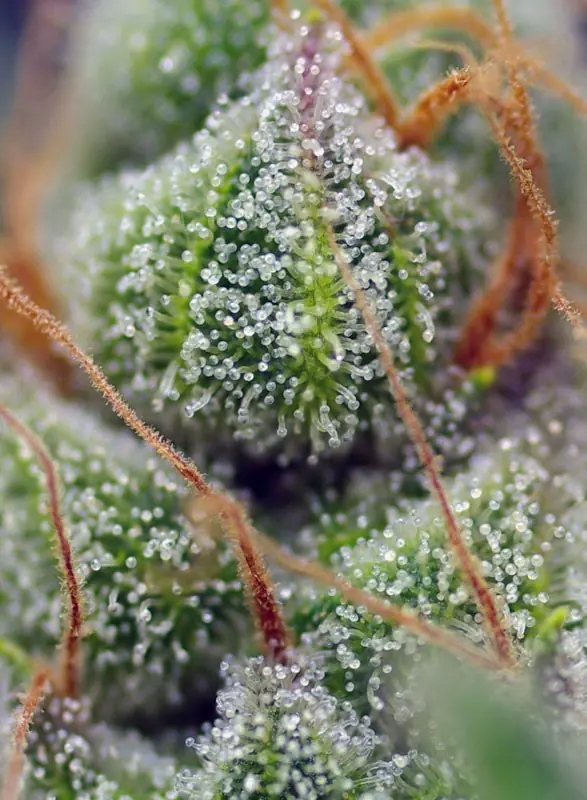 Semilla de marihuana Cristal Candy Fem de Sweet Seeds - Foto 4