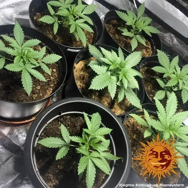 Semilla de marihuana Critical Kush de Barneys Farm - Foto 1