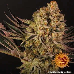 Semilla de marihuana Dos si dos 33 de Barneys Farm - Foto 1