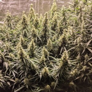 Semillas Automáticas Fat Pete’s Cookies Auto Super Sativa Seed Club x3