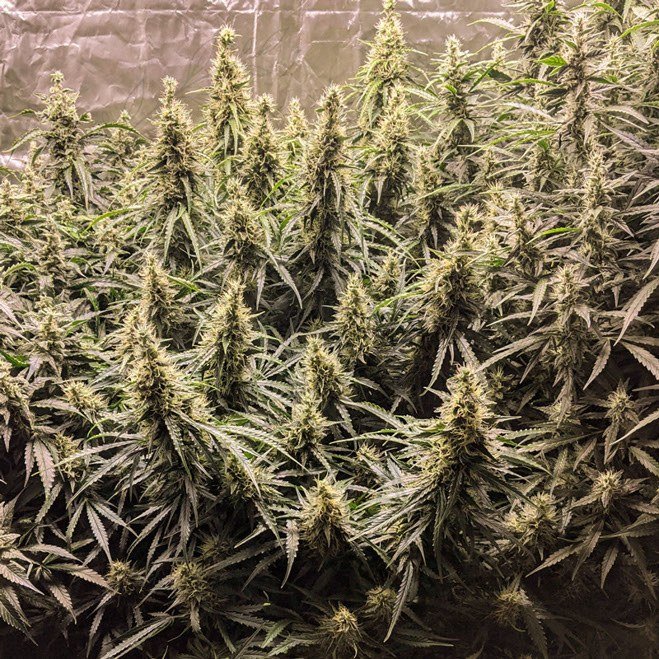 Fat Pete’s Cookies Auto: cogollo de Fat Pete’s Cookies Auto con la marca de agua de Bendita Sea