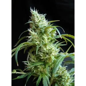 Semilla de marihuana Flash Back 2 de Sweet Seeds - Foto 1