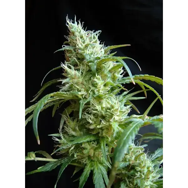 Semilla de marihuana Flash Back 2 de Sweet Seeds - Foto 1