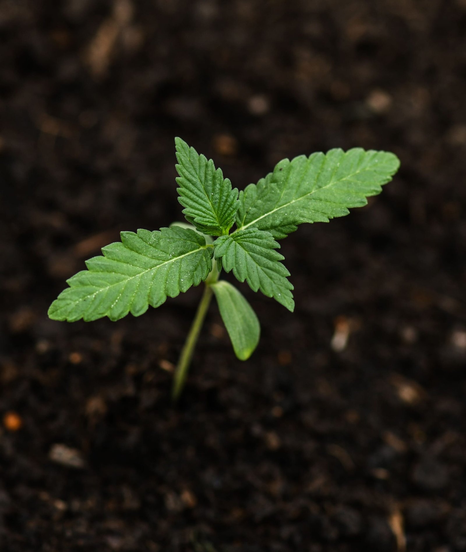 Semilla de marihuana Fresas y Rosas de Breeders - Foto 10