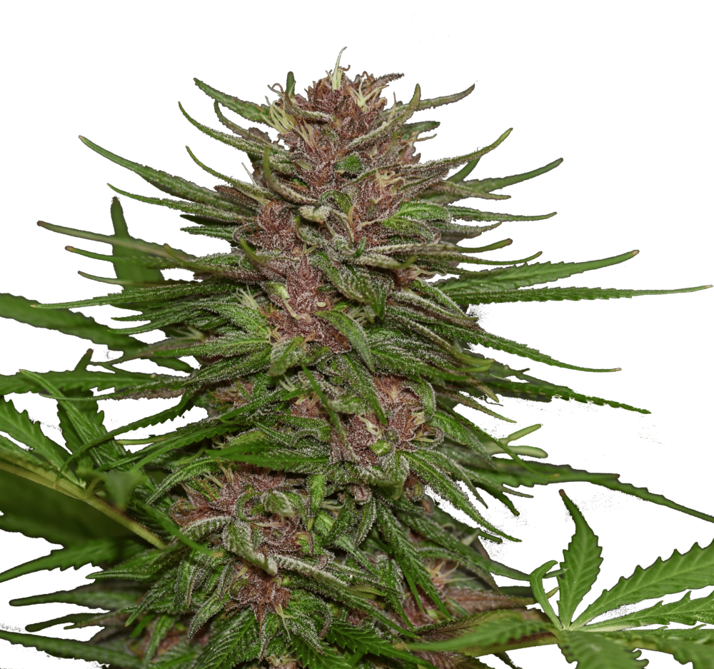 Semilla de marihuana Fresas y Rosas de Breeders - Foto 2