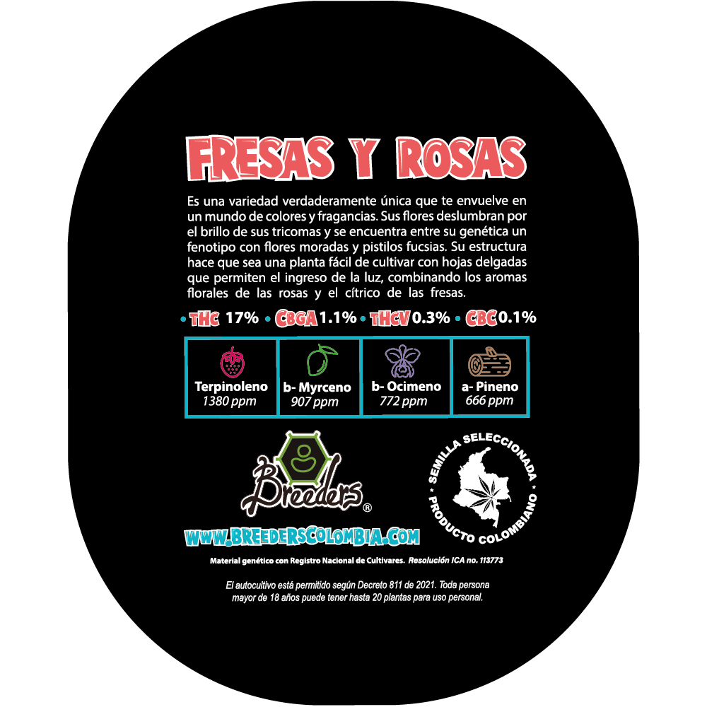 Semilla de marihuana Fresas y Rosas de Breeders - Foto 3