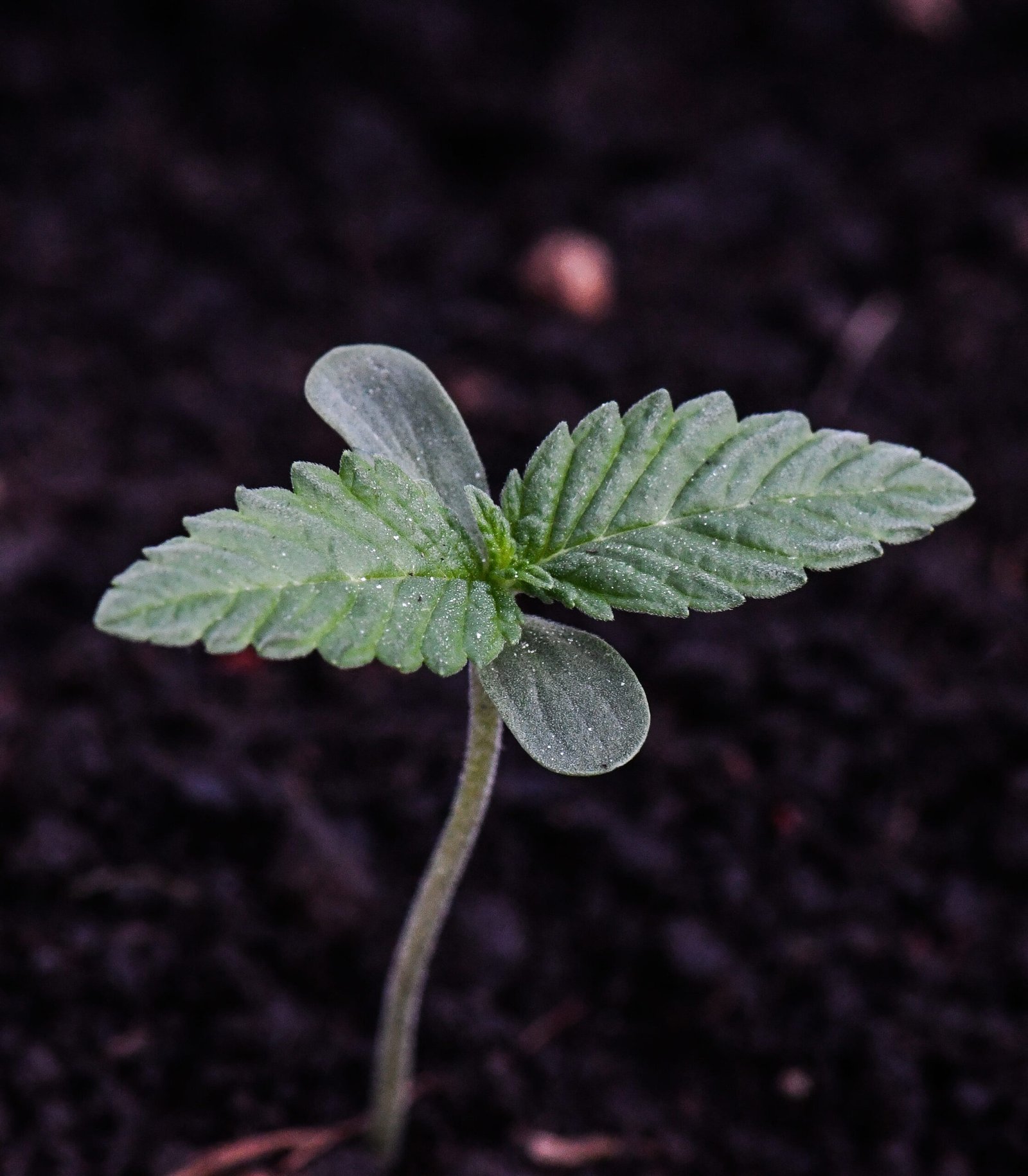 Semilla de marihuana Fresas y Rosas de Breeders - Foto 4