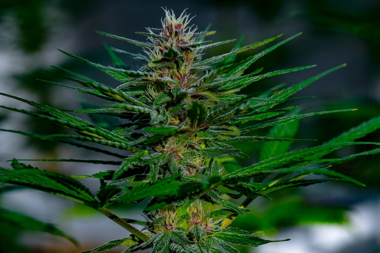 Semilla de marihuana Fresas y Rosas de Breeders - Foto 5