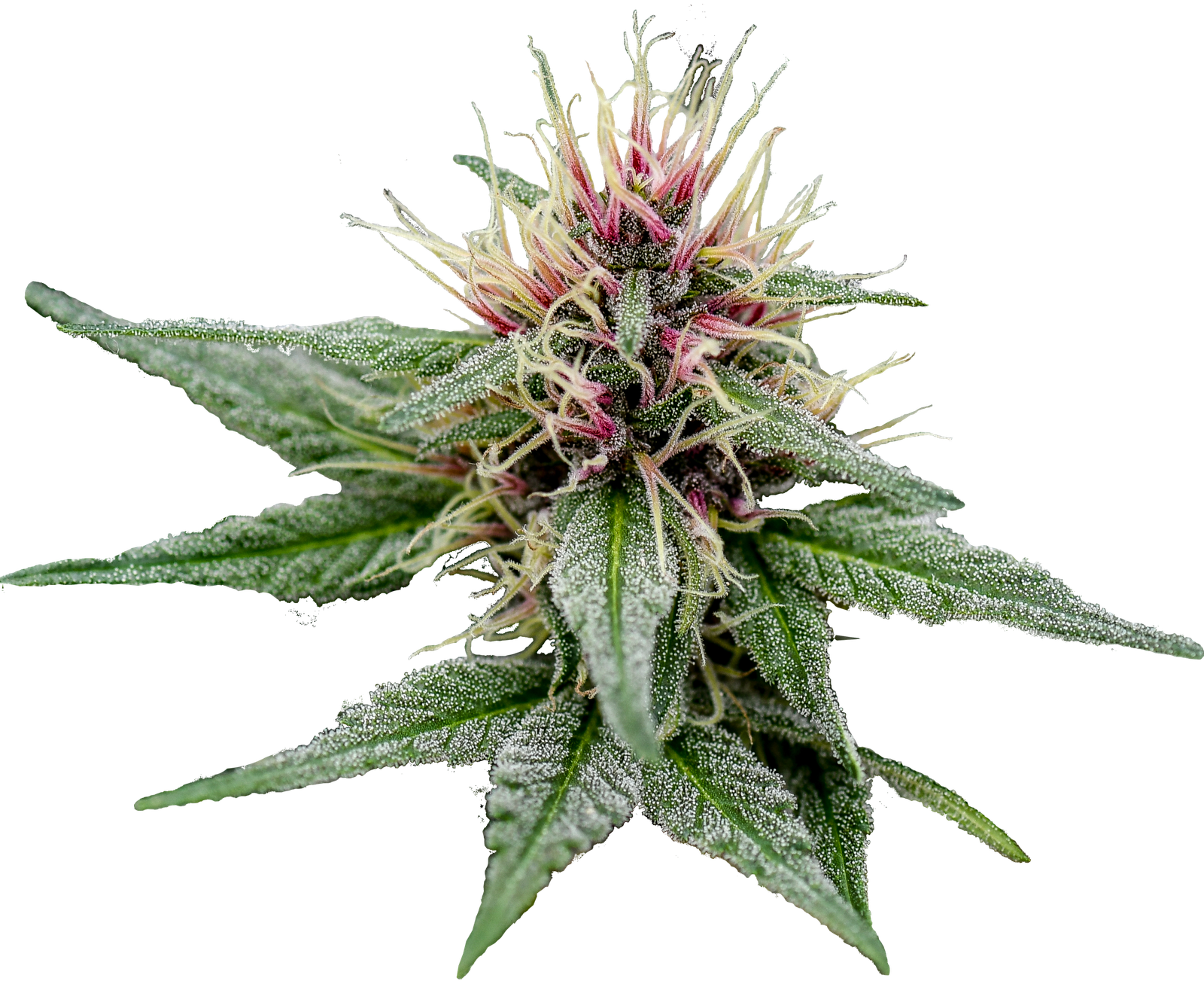 Semilla de marihuana Fresas y Rosas de Breeders - Foto 6