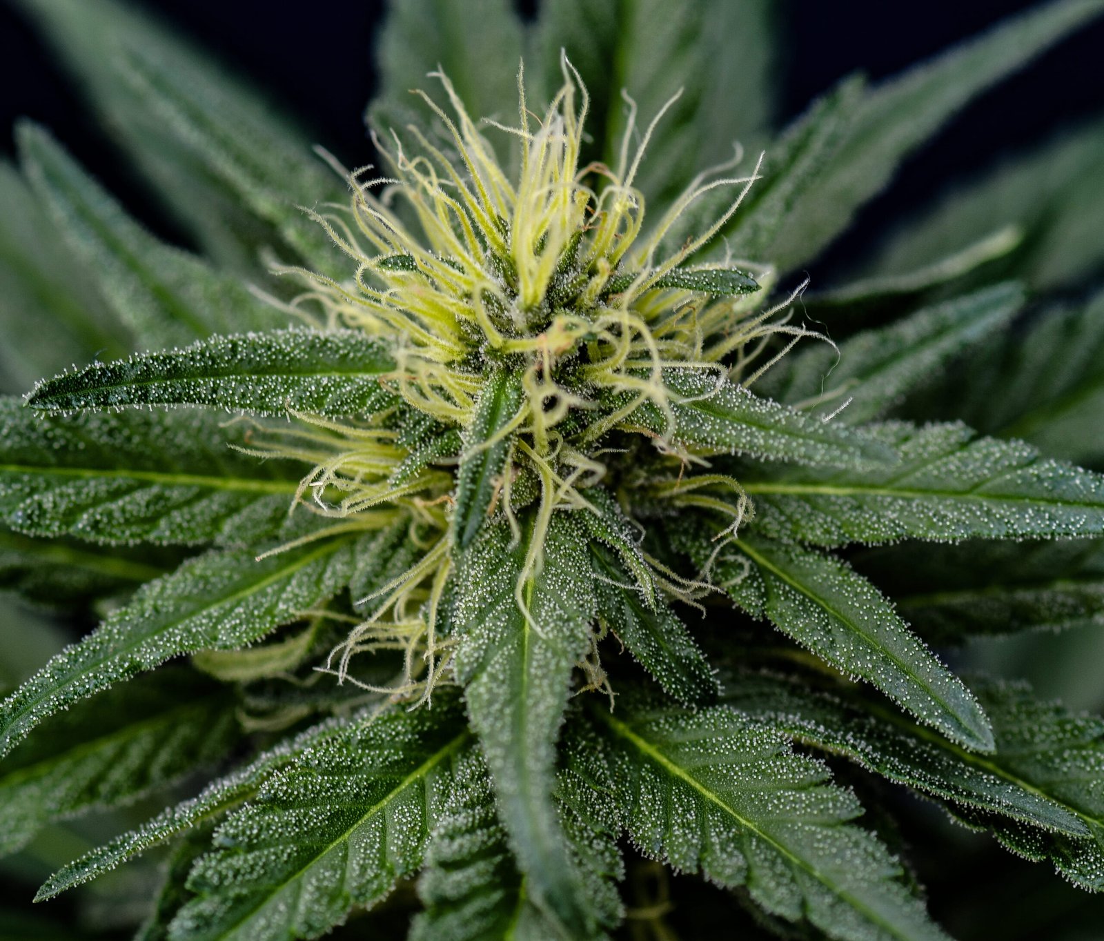 Semilla de marihuana Fresas y Rosas de Breeders - Foto 7