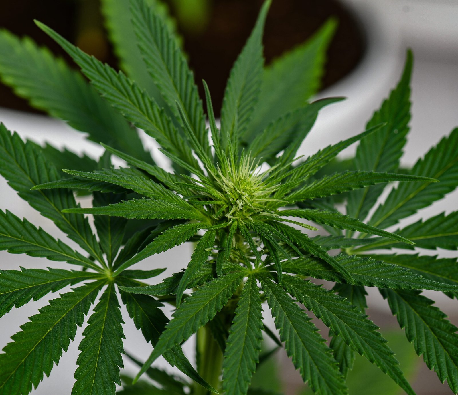 Semilla de marihuana Fresas y Rosas de Breeders - Foto 8
