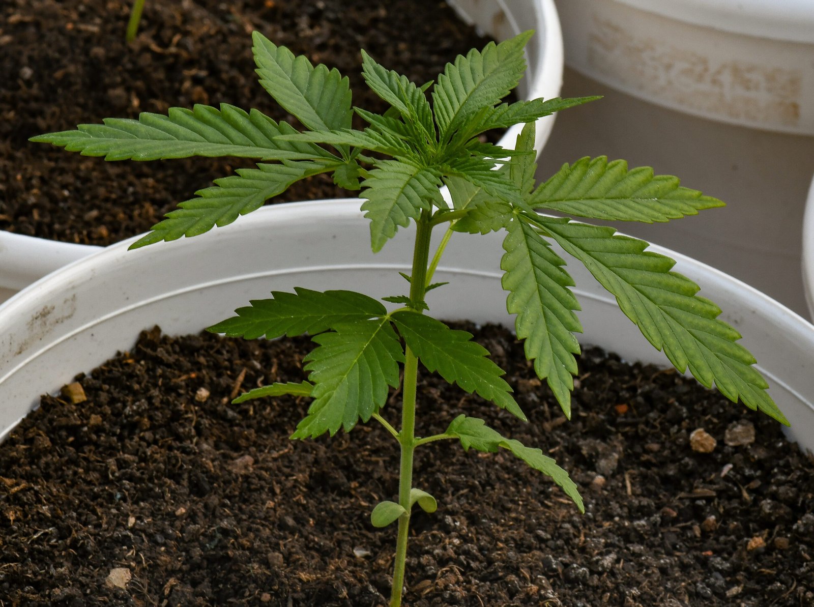 Semilla de marihuana Fresas y Rosas de Breeders - Foto 9