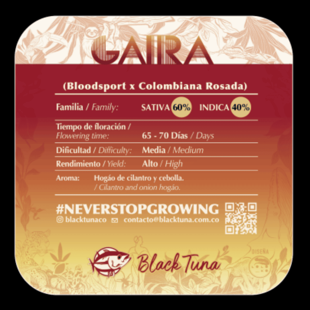 Semilla de marihuana Gaira de Black Tuna - Foto 2