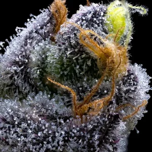 Semilla de marihuana Garlic Cookies de Barneys Farm - Foto 1