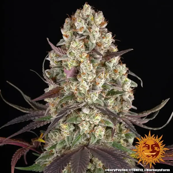 Semilla de marihuana Gary Payton de Barneys Farm - Foto 1