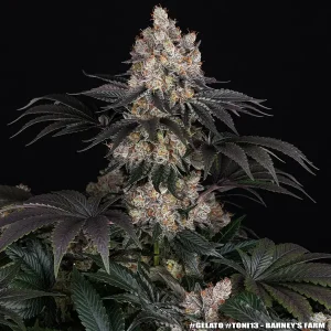 Semilla de marihuana Gelato de Barneys Farm - Foto 1
