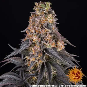Semilla de marihuana Girl Scout Cookies de Barneys Farm - Foto 1