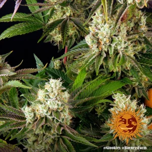 Semilla de marihuana Glookies de Barneys Farm - Foto 1