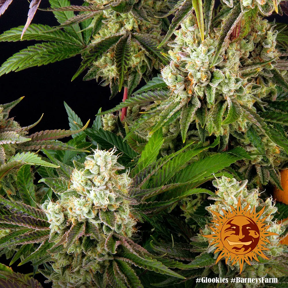 Semilla de marihuana Glookies de Barneys Farm - Foto 1