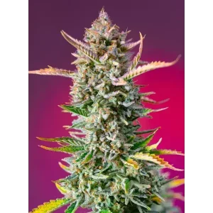 Semilla de marihuana Gorilla Sherbert Fast de Sweet Seeds - Foto 1