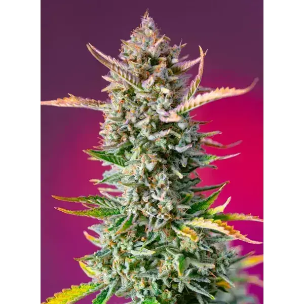 Semilla de marihuana Gorilla Sherbert Fast de Sweet Seeds - Foto 1