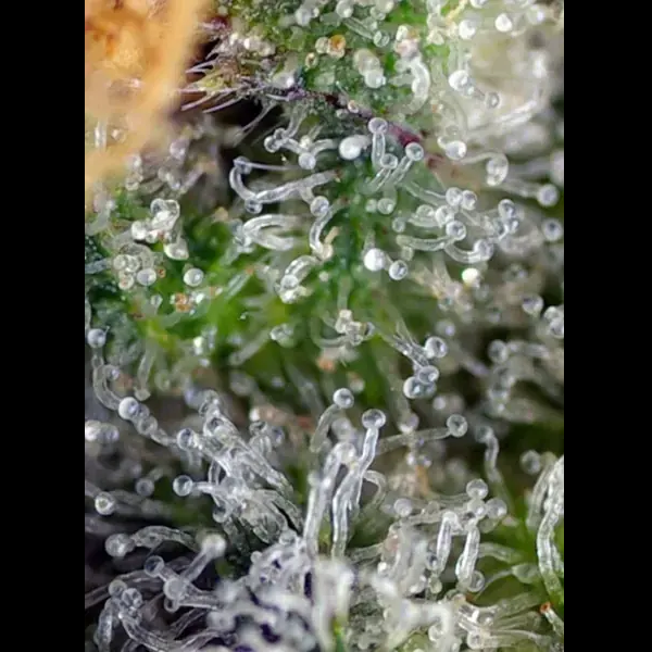 Semilla de marihuana Gorilla Girl Fem de Sweet Seeds - Foto 1