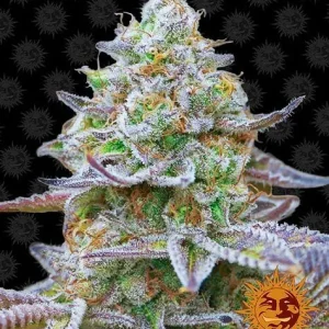 Semilla de marihuana Gorilla Zkittlez de Barneys Farm - Foto 1