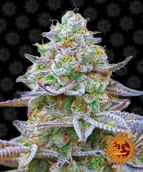 Semilla de marihuana Gorilla Zkittlez de Barneys Farm - Foto 1