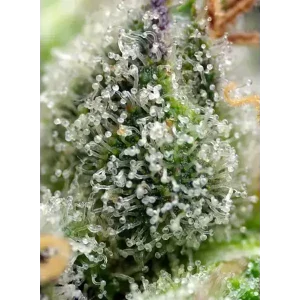Semilla de marihuana Green Poison de Sweet Seeds - Foto 1