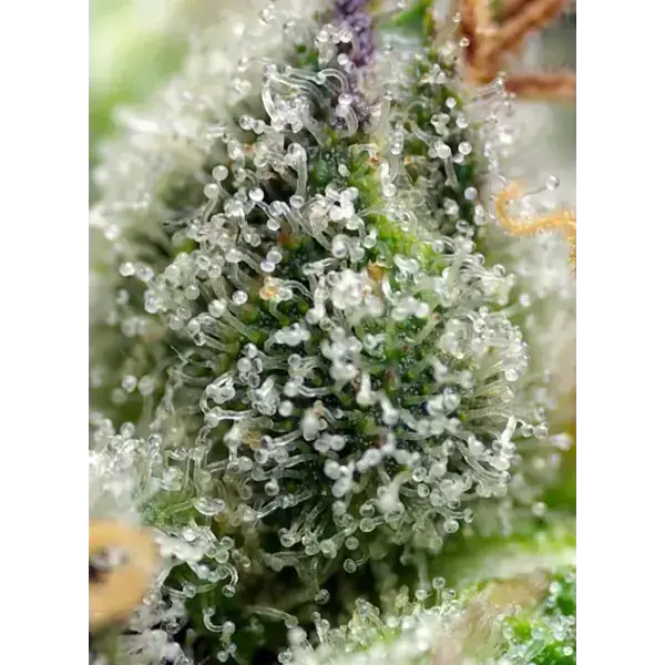 Semilla de marihuana Green Poison de Sweet Seeds - Foto 1