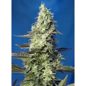 Semilla de marihuana Green Poison Xl Auto de Sweet Seeds - Foto 1