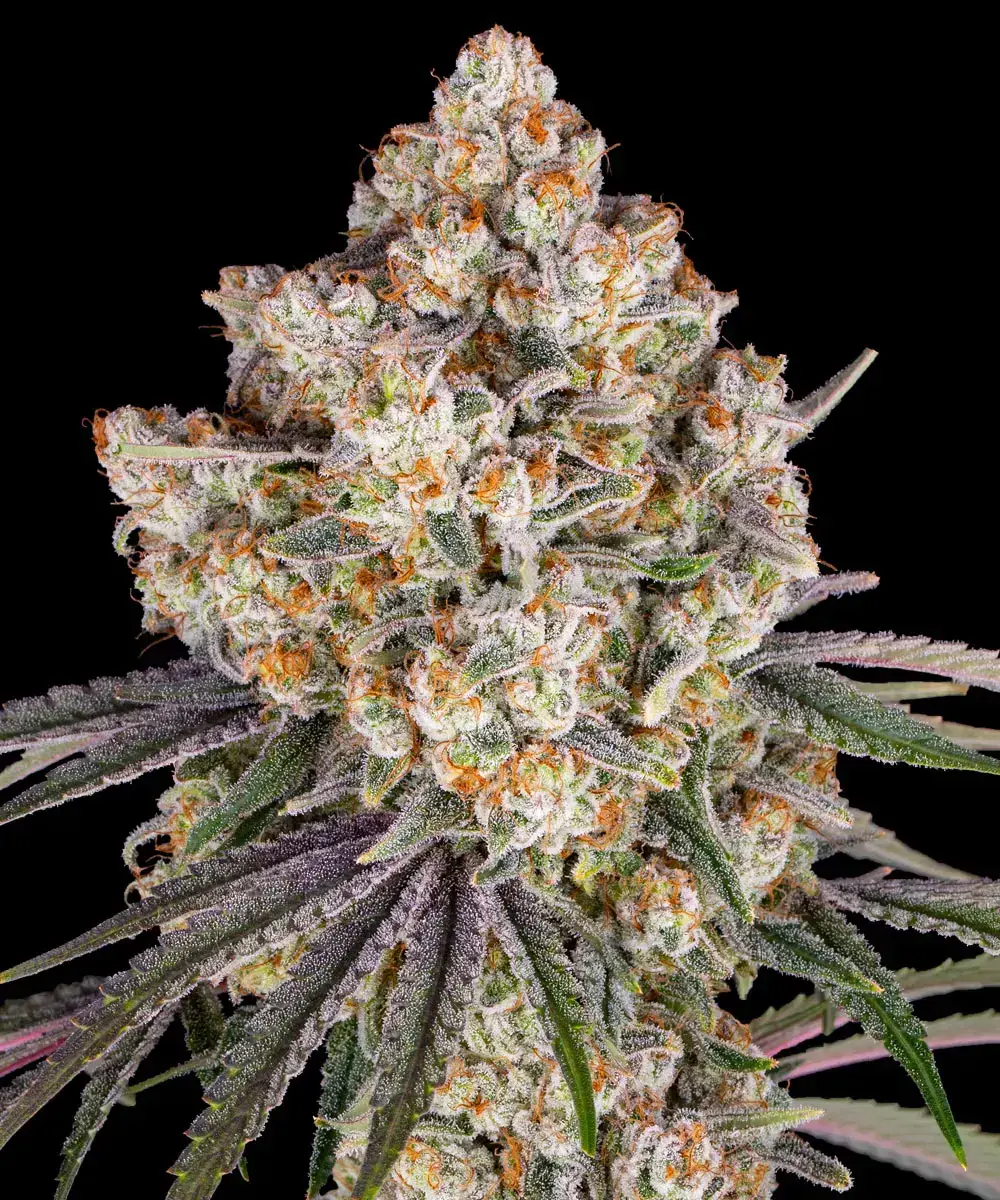 Semilla de marihuana Ice Cream Cake de Barneys Farm - Foto 4