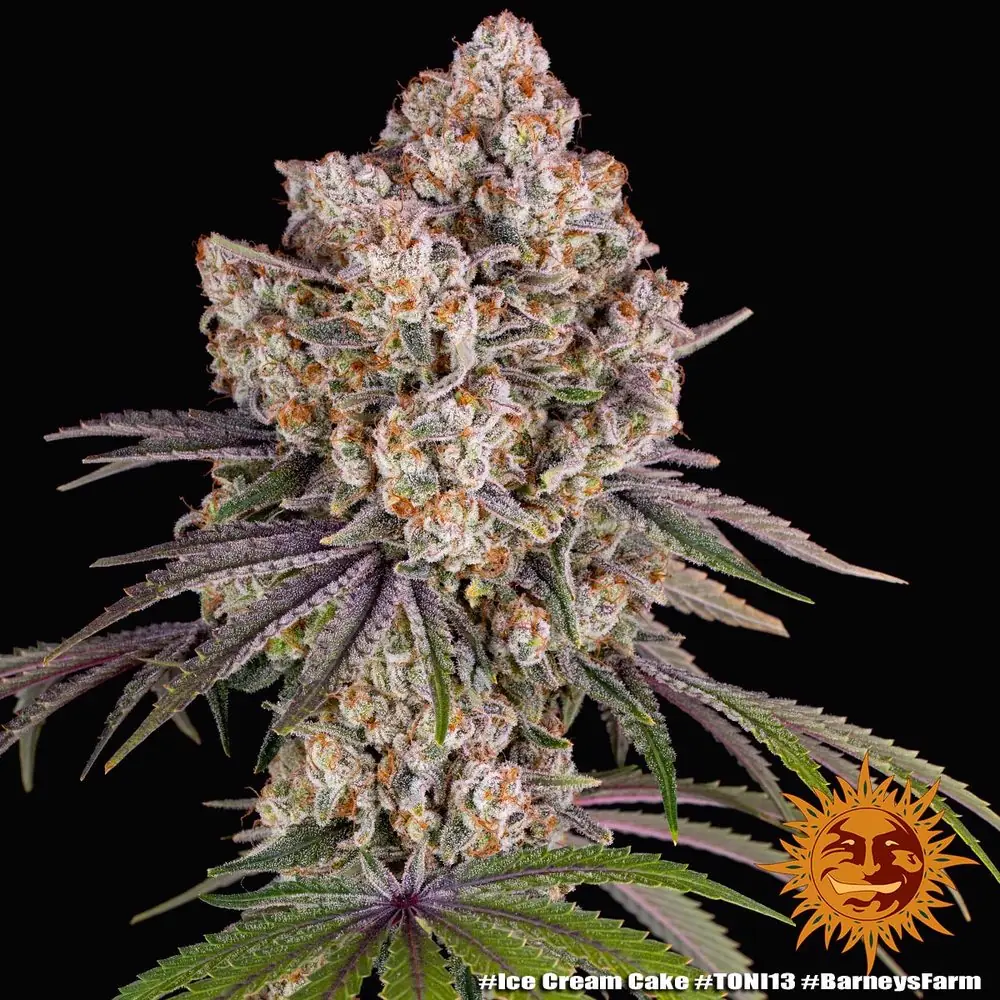 Semilla de marihuana Ice Cream Cake de Barneys Farm - Foto 2