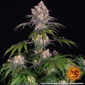 Semilla de marihuana Ice Cream Cake de Barneys Farm - Foto 1
