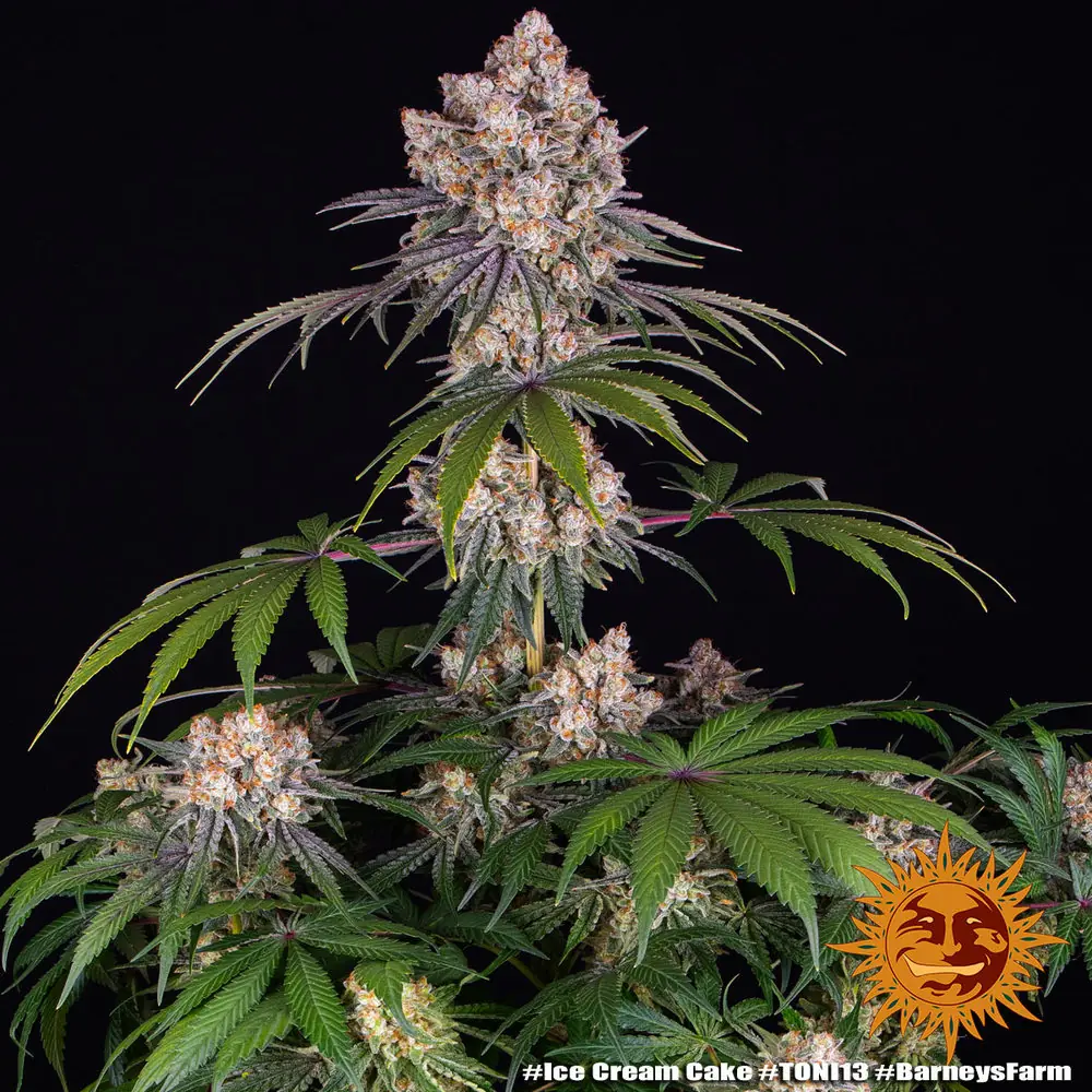 Semilla de marihuana Ice Cream Cake de Barneys Farm - Foto 1
