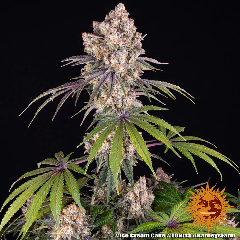 Semilla de marihuana Ice Cream Cake de Barneys Farm - Foto 5