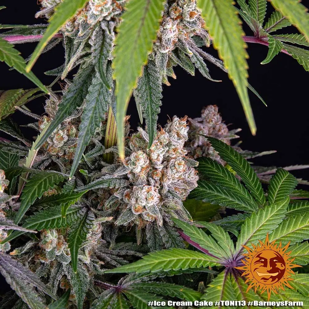 Semilla de marihuana Ice Cream Cake de Barneys Farm - Foto 3