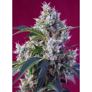 Semilla de marihuana Indigo Berry Kush Fem de Sweet Seeds - Foto 1