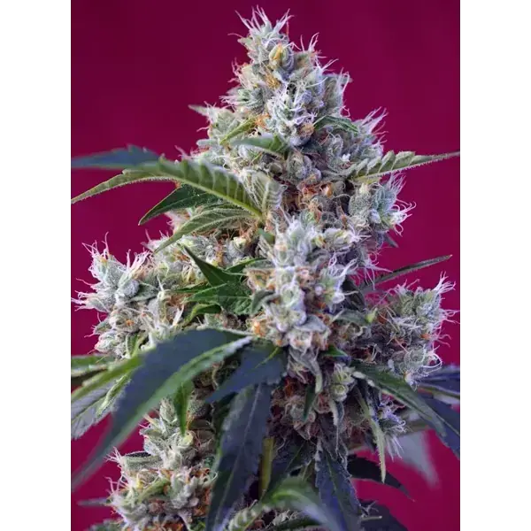 Semilla de marihuana Indigo Berry Kush Fem de Sweet Seeds - Foto 1