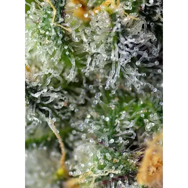 Semilla de marihuana Indigo Berry Kush Fem de Sweet Seeds - Foto 2