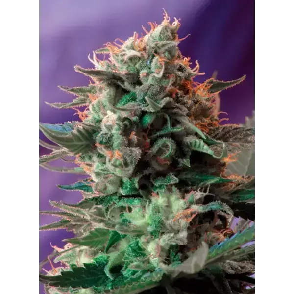 Semilla de marihuana Jack 47 Fem de Sweet Seeds - Foto 3