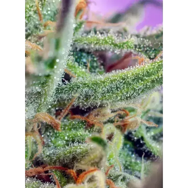 Semilla de marihuana Jack 47 Fem de Sweet Seeds - Foto 2