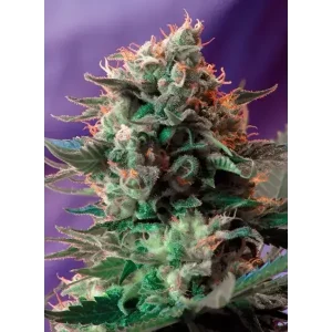 Semilla de marihuana Jack 47 F1 de Sweet Seeds - Foto 1