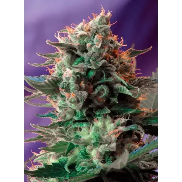 Semilla de marihuana Jack 47 F1 de Sweet Seeds - Foto 1