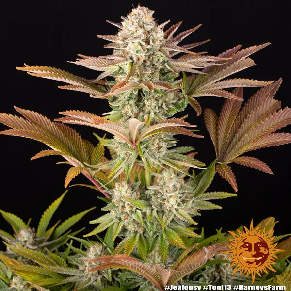 Semilla de marihuana Jealousy de Barneys Farm - Foto 1
