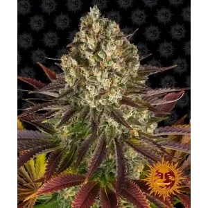 Semilla de marihuana Jelly Cake de Barneys Farm - Foto 1