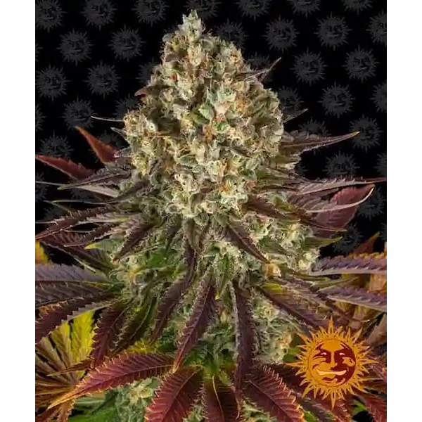Semilla de marihuana Jelly Cake de Barneys Farm - Foto 1