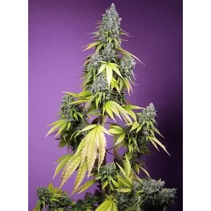 Semilla de marihuana Jet Fuel Mandarine Xl Auto de Sweet Seeds - Foto 1